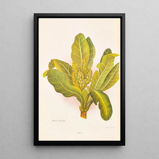 Georgina Burne Hetley - Meryta Sinclairii.webp