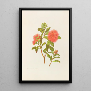 Georgina Burne Hetley - Meterosideros Florida.webp