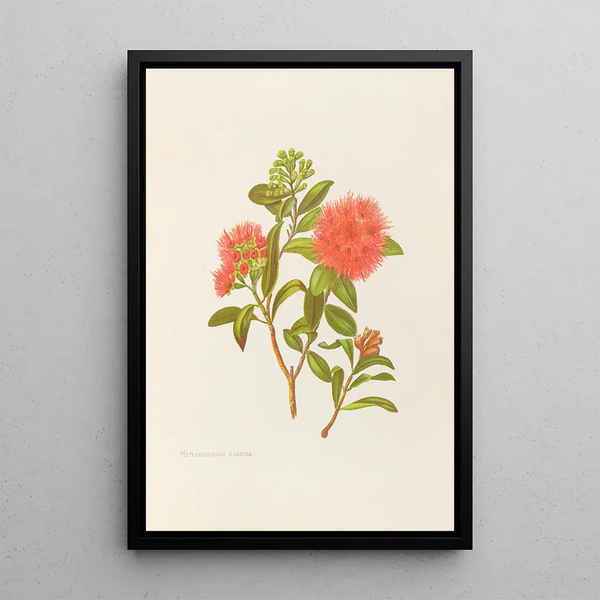 Meterosideros florida - Georgina Burne Hetley — gerahmtes Bild an der Wand