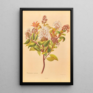 Georgina Burne Hetley - Metrosideros Albiflora.webp