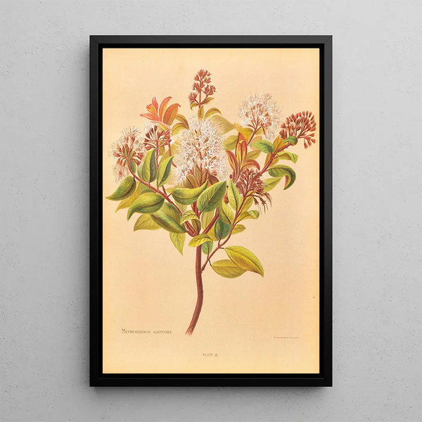 Metrosideros albiflora - Georgina Burne Hetley — gerahmtes Bild an der Wand