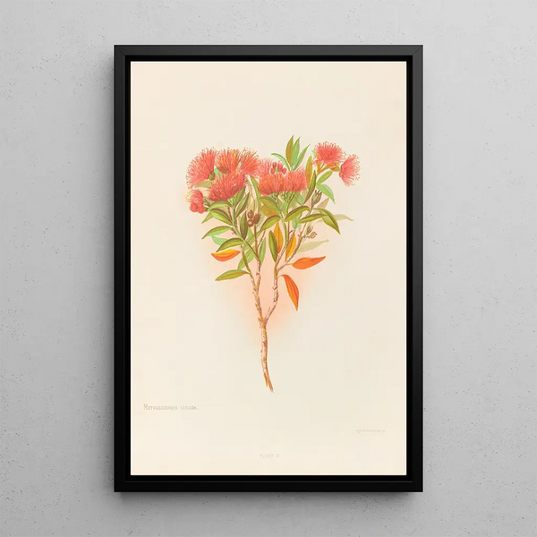 Metrosideros lucida - Georgina Burne Hetley — gerahmtes Bild an der Wand
