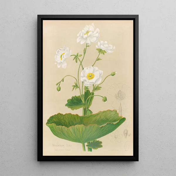 Lys des montagnes - Georgina Burne Hetley — gerahmtes Bild an der Wand