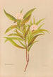 Pimelea longifolia - Georgina Burne Hetley — Ansicht des Kunstwerks