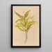Pimelea longifolia - Georgina Burne Hetley — gerahmtes Bild an der Wand