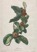 Néflier cultivé Mespilus germanica - Gerard van Spaendonck — Ansicht des Kunstwerks