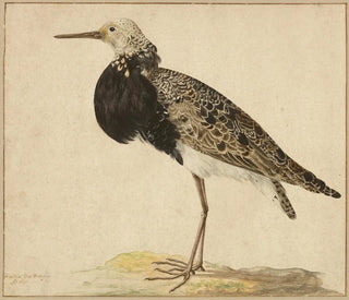 Ruff in aufrechter Position - Gerardus van Veen — Ansicht des Kunstwerks