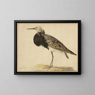 Ruff in aufrechter Position - Gerardus van Veen — gerahmtes Bild an der Wand