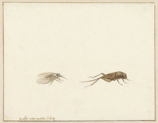 Zwei Insekten - Gerardus van Veen — Ansicht des Kunstwerks