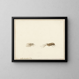 Zwei Insekten - Gerardus van Veen — gerahmtes Bild an der Wand