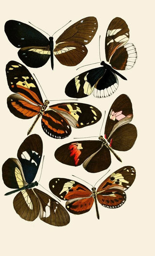 Gesellschaft Isis in Dresden - Deutsche entomologische Zeitschrift pl 5.webp