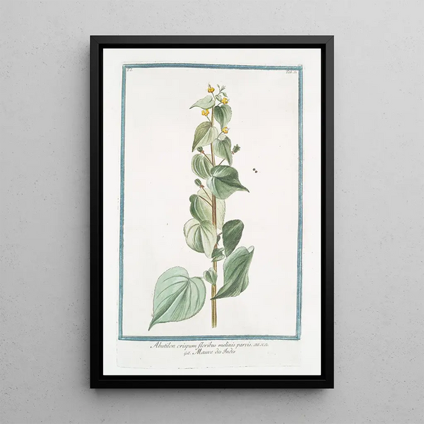 Giorgio Bonelli - Abutilon crispum floribus melinis parvis Mauve des Indes.webp