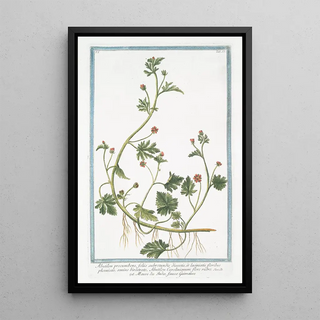 Giorgio Bonelli - Abutilon procumbens foliis subrotundis dissectis et laciniatis floribus phoeniceis semine birostrato Abutilon Carolinianum flore rubro Mauve des Indes fausse Guimmauve.webp