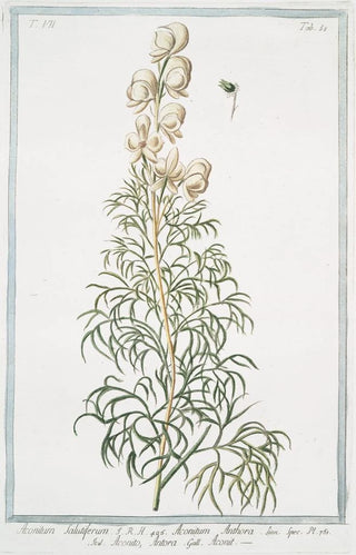 Giorgio Bonelli - Aconitum salutiferum Aconitum Anthora Aconito Anthora Aconit Yellow monkshood Pyrenees monkshood.webp