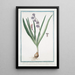 Jacinthe des jardins - Giorgio Bonelli — gerahmtes Bild an der Wand