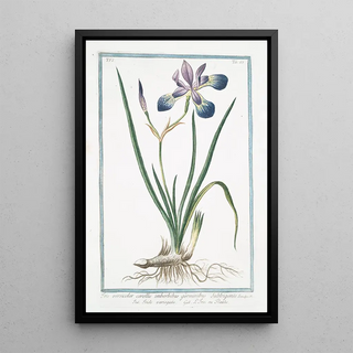 Giorgio Bonelli - Iris versicolor corollis imberbibus germinibus Subtrigonis Iride variegato LIris ou Flambe Blue Flag Poison Flag Flag Lily Liver Lily Snake Lily Dragon Flower Dagger Flower.webp