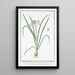 Lilia Hyacinthus vulgaris flore niveo Giglio di vallombrosa Le Lys - Giorgio Bonelli — gerahmtes Bild an der Wand