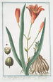 Lilio Asphodeluspheniceus Lilium rubrum Asfodelo con il fior di Giglio Lys Asphodele - Giorgio Bonelli — Ansicht des Kunstwerks