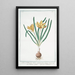 Lilionarcissus luteus autumnalis major Colchico giallo Lisnarcisse colchique - Giorgio Bonelli — gerahmtes Bild an der Wand