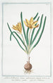 Lilionarcissus luteus autumnalis major Colchico giallo Lisnarcisse colchique - Giorgio Bonelli — Ansicht des Kunstwerks