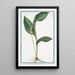 Lilium Convallium album Mughetto Floralise Muguet - Giorgio Bonelli — gerahmtes Bild an der Wand