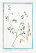 Lunaria magorum sive Lunaria annua floliis cardamnae floribus rubentibus c Lunaria des mages - Giorgio Bonelli — Ansicht des Kunstwerks