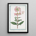 Lychnis sylvestris quae Saponaria vulgo Saponara Le Lychnis sauvage - Giorgio Bonelli — gerahmtes Bild an der Wand