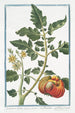 Lycopersicon Galeni Pomidoro Pomme d'amour - Giorgio Bonelli — Ansicht des Kunstwerks