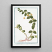 Lysimachia humifusa folio rotundiore flore luteo Corneille Lysimaque - Giorgio Bonelli — gerahmtes Bild an der Wand