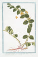 Lysimachia humifusa folio rotundiore flore luteo Corneille Lysimaque - Giorgio Bonelli — Ansicht des Kunstwerks