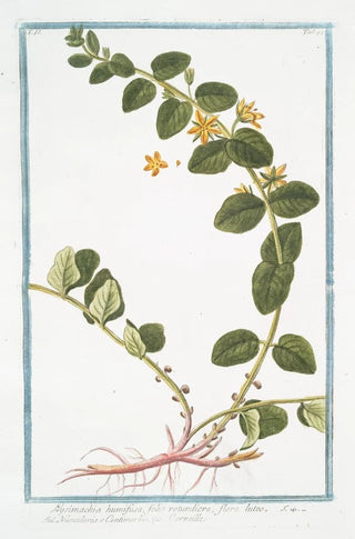 Giorgio Bonelli - Lysimachia humifusa folio rotundiore flore luteo Corneille Loosestrife.webp