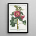 Malva Rosea folio subrotundo flore saturatius rubente Mauve Rose - Giorgio Bonelli — gerahmtes Bild an der Wand