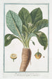 Mandragora fructu rotundo Mandragora maschio Mandragore - Giorgio Bonelli — Ansicht des Kunstwerks