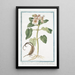 Martynia annua villosa et viscosa folio subrotundo flore magno rubro Proposcitea Martynie cornue - Giorgio Bonelli — gerahmtes Bild an der Wand