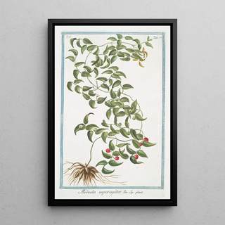 Giorgio Bonelli - Medeola asparagoides.webp