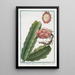 Melocactus Americanus trigonus flore albo Cactus Cereo Américain figuier d'Inde - Giorgio Bonelli — gerahmtes Bild an der Wand