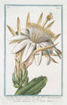 Melocactus Americanus trigonus flore albo Cereo Américain Le figuier d'Inde - Giorgio Bonelli — Ansicht des Kunstwerks