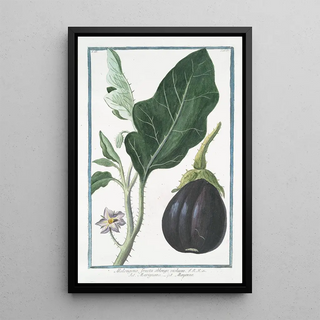 Giorgio Bonelli - Melongena fructu oblongo violaceo Marignano Mayenne Mad apple.webp