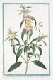 Monarda puntata floribus verticillatis Monarde ponctuée - Giorgio Bonelli — Ansicht des Kunstwerks