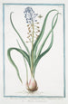 Muscara arvense latifolium coma caerulea Musari torchino Muscari - Giorgio Bonelli — Ansicht des Kunstwerks