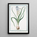 Muscara arvense latifolium coma caerulea Musari torchino Muscari - Giorgio Bonelli — gerahmtes Bild an der Wand