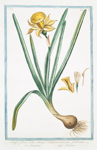 Giorgio Bonelli - Narcissus flavus tubo oblongo rotundo in margine fimbriato Trombone Narcisse Yellow narcisse.webp