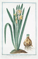 Narcissus flore pleno lacteo in medio aureo Tazzetta bianca Narcisse - Giorgio Bonelli — Ansicht des Kunstwerks