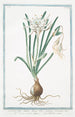 Narcissus flore simplici lacteo tubo maximo staminibus sex Narcisso marino odoroso Narcisse marin - Giorgio Bonelli — Ansicht des Kunstwerks