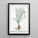 Narcissus flore simplici lacteo tubo maximo staminibus sex Narcisso marino odoroso Narcisse marin - Giorgio Bonelli — gerahmtes Bild an der Wand