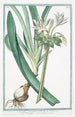 Narcissus maritimus Pancratzio Narcisse marin - Giorgio Bonelli — Ansicht des Kunstwerks