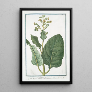 Giorgio Bonelli - Nicotiana Minor Erba Regina Tabacco Nicotiane ou Tabac ou Herbe la Rhine Tobacco.webp