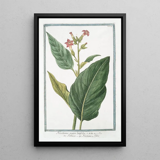 Giorgio Bonelli - Nicotiana major latifolia Tabacco Nicotiane ou Tabac Tobacco.webp