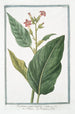 Nicotiana major latifolia Tabacco Nicotiane ou Tabac Tabak - Giorgio Bonelli — Ansicht des Kunstwerks