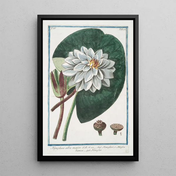 Giorgio Bonelli - Nymphae alba major Nenufari e Ninefaea bianca Nenufar White waterlily.webp